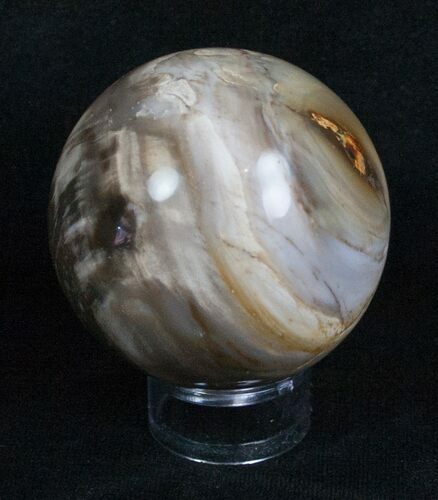 Inch Petrified Wood Sphere #4036